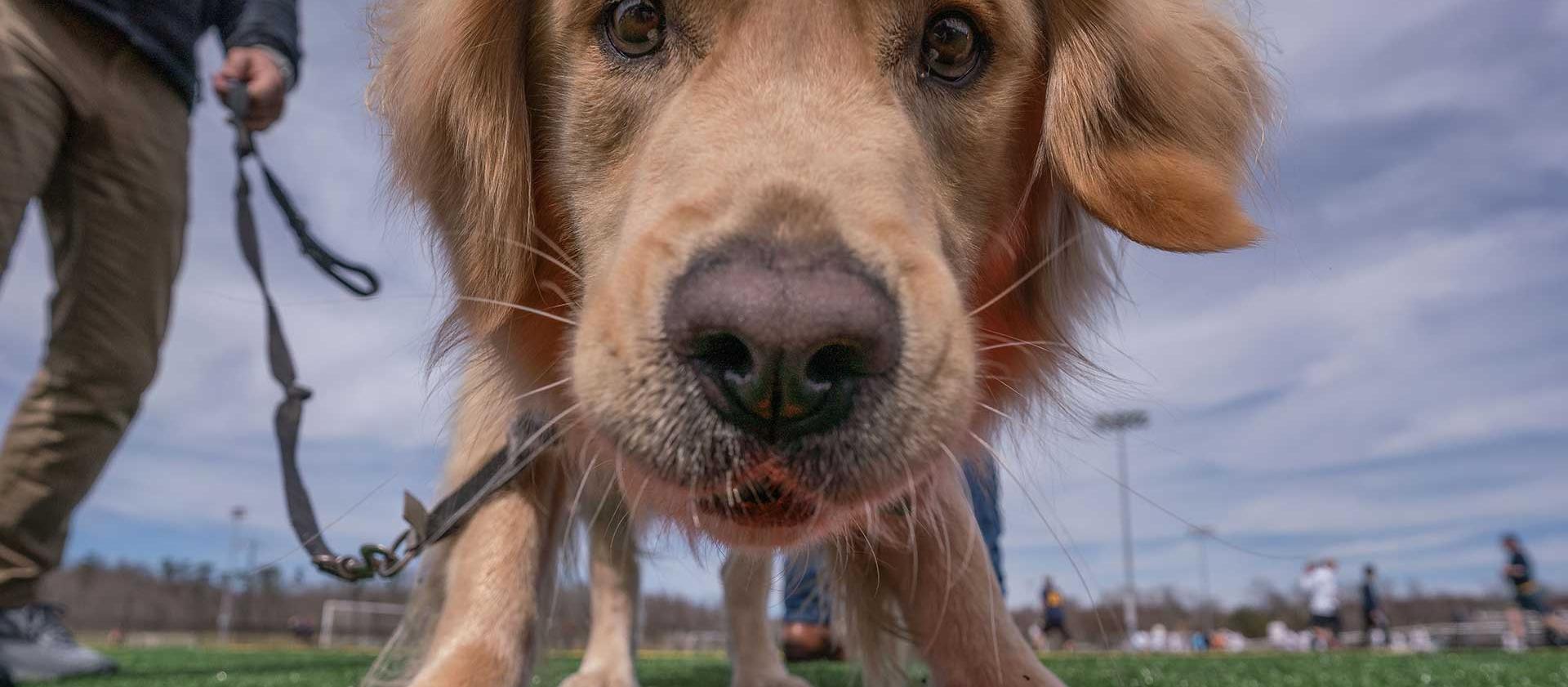 Dog and Frisbee